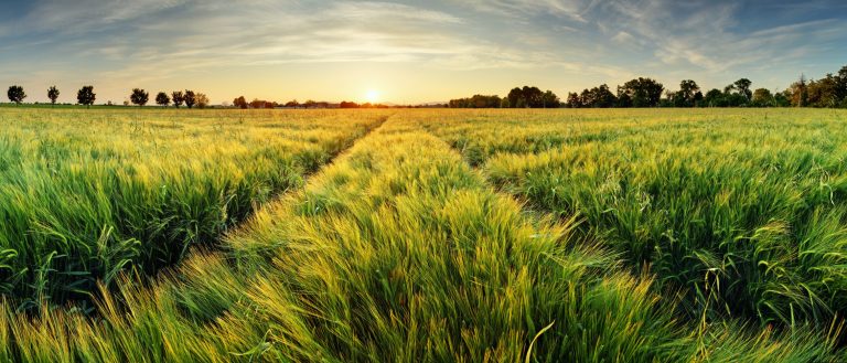 Motivkatalog 15 Weide