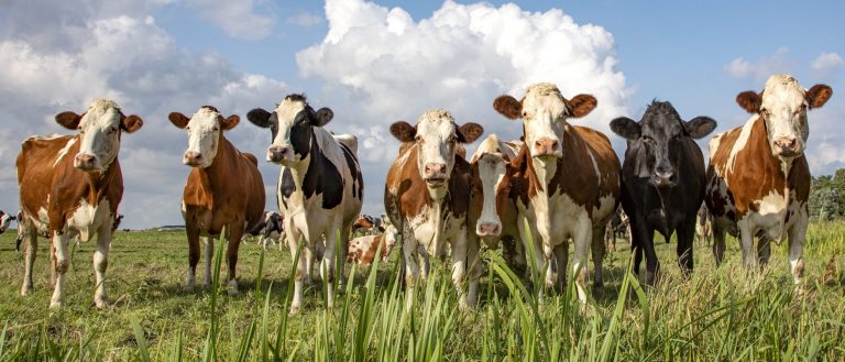 Motivkatalog 17 Kuhweide