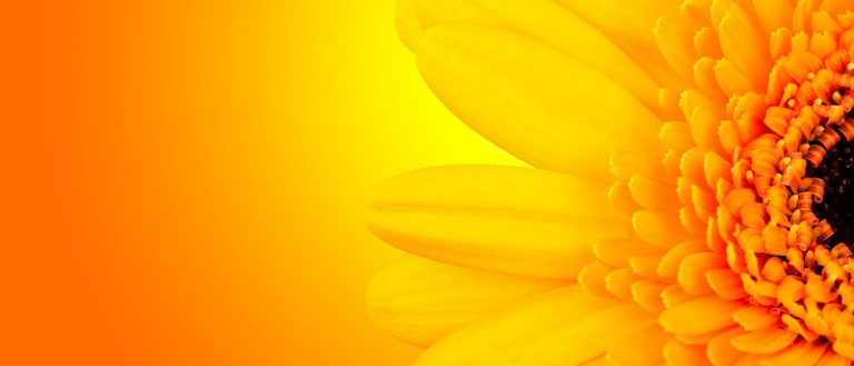 Motivkatalog 67 Gelbe Blume