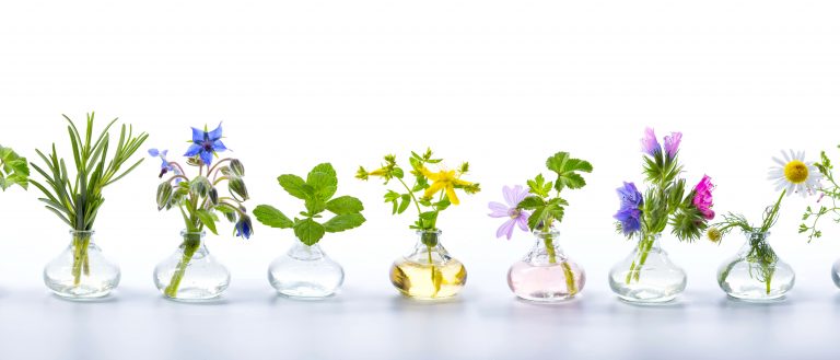 Motivkatalog 04 Kräuter im Glas